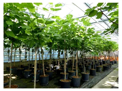 Produktbild von Kompakter Feigenbaum 150-180 cm, winterhart, Ficus Carica, Feige