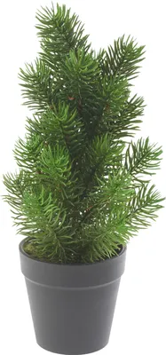 Produktbild von Edeltannenbaum "Rory" im Topf, ca. H 32 cm