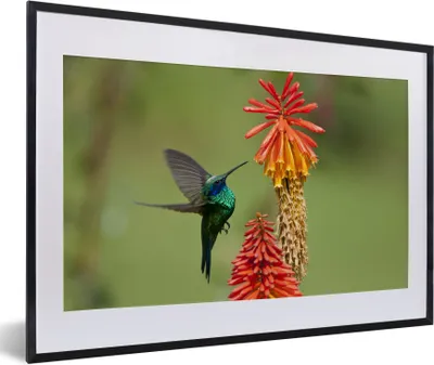 Produktbild von MuchoWow® MuchoWow® Gerahmtes Poster Vogel - Kolibri - Blumen 60x40 cm - Poster mit zchwarzem Bilderrahmen - Schlafzimmer - Plakat in Rahmen - Drucken