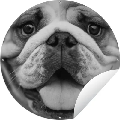 Produktbild von MuchoWow® Gartenposter Outdoor-Poster Rund Tierprofil Bulldogge in schwarz und weiß Ø 150 cm Gartendeko Rundes Poster draußen
