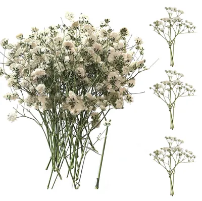 50 getrocknete Gypsophila-Blüten, weiß, 7–10 cm, Naturprodukt