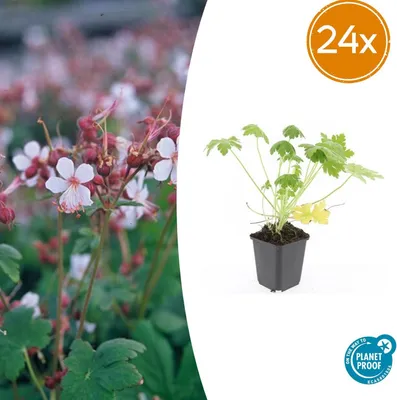Image de Geranium macr. 'Spessart' | 24 pièces - 10-25cm - Ø9cm - Plante de jardin