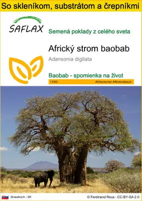Obrázok produktu pre SAFLAX Kultivačný set - Africký strom baobab - Adansonia digitata - 6 Semená - S mini skleníkom, pestovateľským substrátom a 2 črepníkmi
