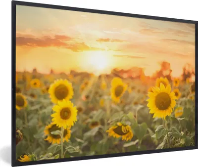 Produktbild von MuchoWow® Gerahmtes Poster Sonnenblume - Sonne - Blumen 90x60 cm - Poster mit Schwarzem Bilderrahmen Wandposter Rahmen Foto Bilder - Fotorahmen - Foto-Plakat