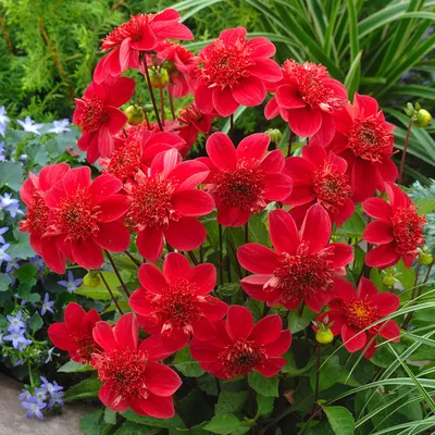 Produktbild von Dahlia Knolle Sommerblume Garten Zierpflanze Anemonendahlie Inca 1 St.