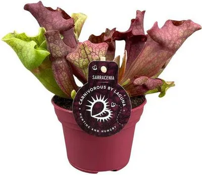 Zdjęcie produktu dla Roślina rurkowata Sarracenia Ø12 cm ↕20 cm Mięsożerna roślina doniczkowa Egzotyczna
