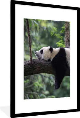 Produktbild von MuchoWow® Gerahmtes Poster Panda - Baum - Tiere - Natur 60x90 cm - Poster mit Schwarzem Bilderrahmen Wandposter Rahmen Foto Bilder - Dekoration - Wandposter Wohnzimmer - Hochwertig