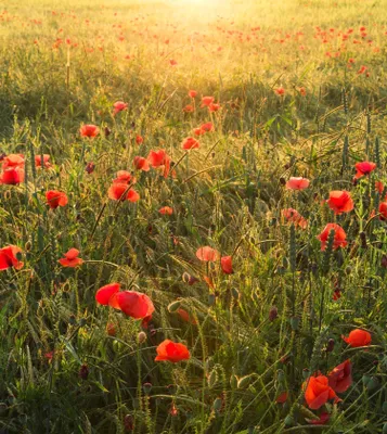 Produktbild von Sanders & Sanders Fototapete Mohnblumen Grün 250 x 280 cm