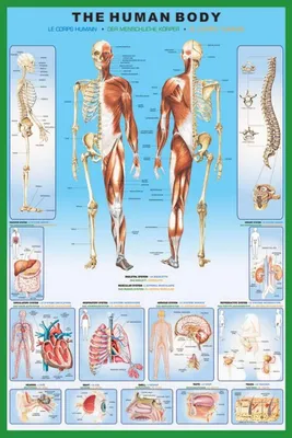 Produktbild von Pyramid The Human Body Poster 61x91.5cm.