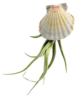 Obrázok produktu pre Gardners Mušle s Tillandsií caput medusae