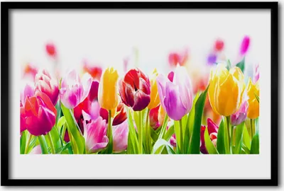 Produktbild von Bild 60x40 MDF-Rahmen Wandkunst Tulpen Blumen