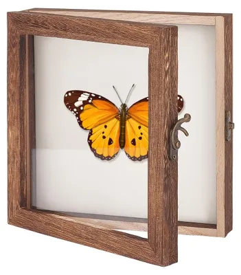 Obrázok produktu pre TRANKIELO® - Vitrína na hmyz z dreva - Priehľadná vitrína na prezentáciu hmyzu - 20,3 x 20,3 cm