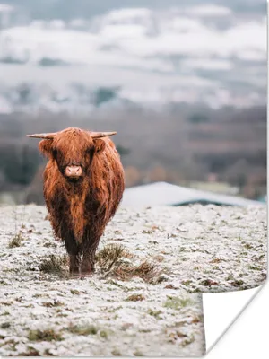 Produktbild von MuchoWow® Poster Schottischer Highlander - Schnee - Berg 90x120 cm - Wohnzimmer