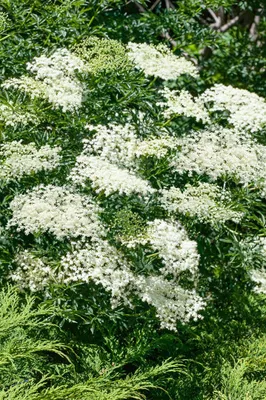 Produktbild von Sambucus nigra 'Laciniata', Schwarzer Holunder, feinblättrig, 60–80 cm