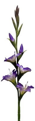Immagine prodotto di Clayre & Eef, fiore artificiale in plastica, colore viola