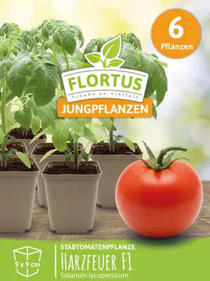 Artikelbild 7 von 'Stabtomatenpflanze Harzfeuer F1' aus der Kategorie Stabtomatenpflanzen