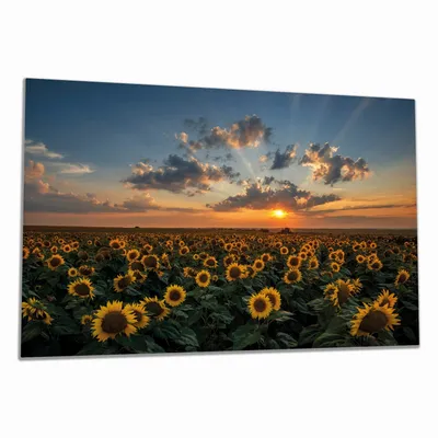 Produktbild von Wallario Herdabdeckplatte aus Glas, Größe 80 x 52 cm 1-teilig, Motiv Sonnenblumenwiese vor Wolken mit Sonnenuntergang