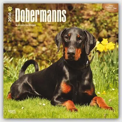 Produktbild von Dobermans 2016 Internat./Dobermänner 18-Monatskal.