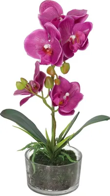 Produktbild von Orchidee Orchidee Kunstblumen im Premiumtopf