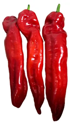 Produktbild von Spitzpaprika (Ungarische Riesen-Spitzpaprika) 10 Samen