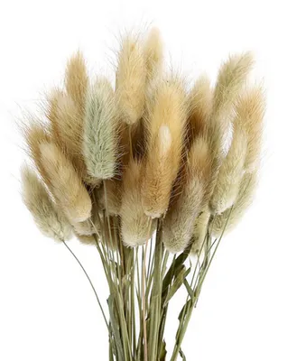 Produktbild von Getrocknetes Hasenschwanzgras - Natürliche Dekoration - Für Blumensträuße und Wohnraumgestaltung - 50 Stück