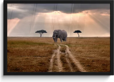 Produktbild von MuchoWow® MuchoWow® Gerahmtes Poster Elefant - Tiere - Wiese - Sonne 60x40 cm - Poster mit zchwarzem Bilderrahmen - Printing - Wanddeko Schlafzimmer