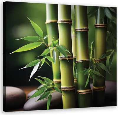 Produktbild von Leinwandbild Orientalischer Bambus Zen 30x30 Feeby Grün bild für die wand bereit zum aufhängen