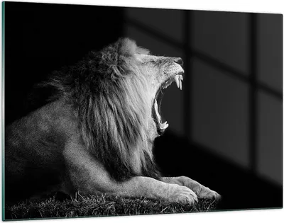 Produktbild von Bilder auf glas - Einteilig - Löwe Gähnen Schwarz und Weiß - 120x80cm - Glasbilder - Wandbilder - Bilder - Wanddekoration aus Glas - Glas Bilder - Wandbild auf Glas - GAA120x80-4252