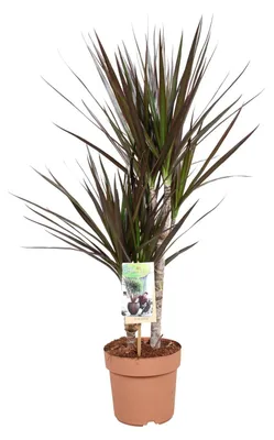 Produktbild von Dracaena Magenta - 70-80cm - Ø17cm - Zimmerpflanze - Immergrün