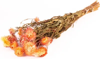 Produktbild von INNA-Glas Strohblumen Trockenstrauß ALMINKA, getrocknet, gelb-orange, 50-60cm, Ø15cm - Getrockneter Strauß