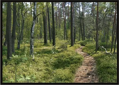 Immagine prodotto di Poster fotografico in cornice 53x73 cm Forest P1898