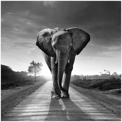 Produktbild von Wallario Memoboard Magnettafel aus Glas, Größe 50 x 50 cm, Motiv Elefant bei Sonnenaufgang in Afrika schwarzweiß