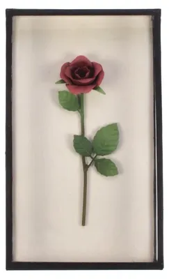 Imagen del producto de Rosa "Meander" en caja de 16,5 x 28 x 5 cm