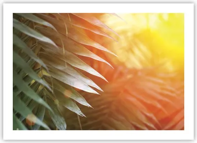 Produktbild von Poster - Poster ohne Rahmen - Exotisch Blätter Dämmerung - 70x50 cm - Wand Bild - Wanddeko - Wandbilder - Kunstposter - Wandposter - Bilder - Kunstdruck - Wanddekoration - Wandbild - P2XAA70x50-4807