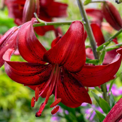 Produktbild von Lilien Zwiebeln Winterhart Mehrjährig - Tiger Lilien Kollektion - 15 Zwiebeln - 5 Sorten/Farben, Winterharte Lilienzwiebeln Mischung aus Holland (große Knollen, kein Samen, nicht künstlich)