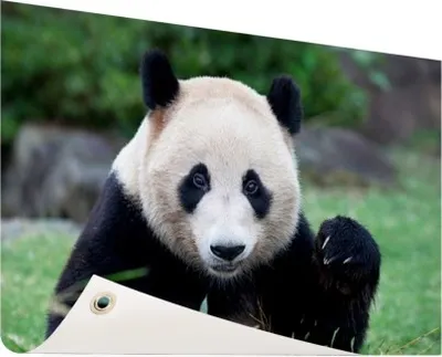 Produktbild von Gartenposter - 60x40 cm - Riesenpanda  - Modernes Wandbilder - Wilde Tierposter