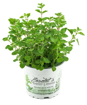 Produktbild von Enseleits Majoran Origanum majorana, Kräuter Pflanze