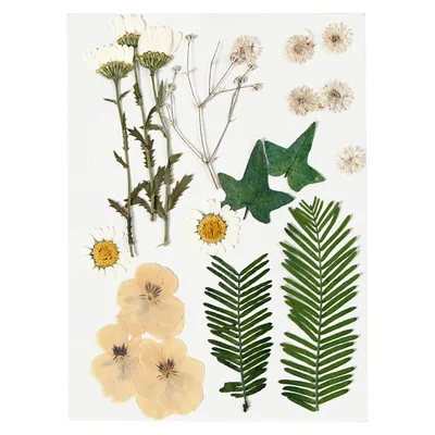 Produktbild von Creativ Company Trockenblumen und Blätter Dekoration off-white 19 Stück