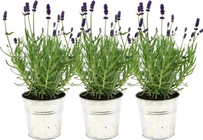 Zdjęcie produktu dla Lawenda prawdziwa (Lavandula angustifolia Felice) - 3 sadzonki - pachnaca