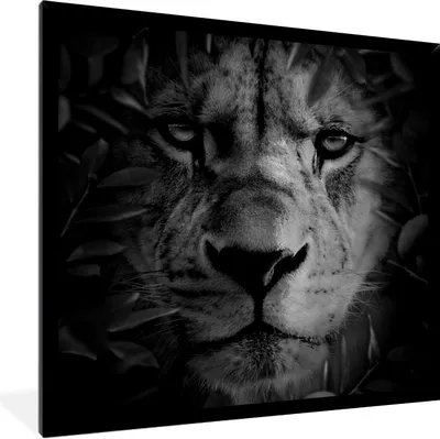 Produktbild von MuchoWow® Gerahmtes Poster Pflanzen - Löwe - Natur - Schwarz - Weiß 40x40 cm - Poster mit Schwarzem Bilderrahmen Wandposter Rahmen Foto Bilder - Mit Rahmen - Wanddekoration Schlafzimmer