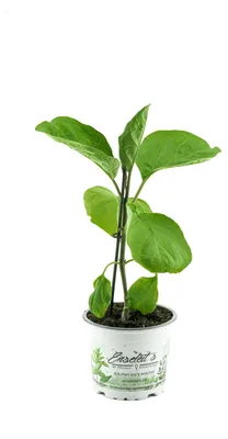 Produktbild von Enseleits Aubergine  Pflanze (Solanum melongena)