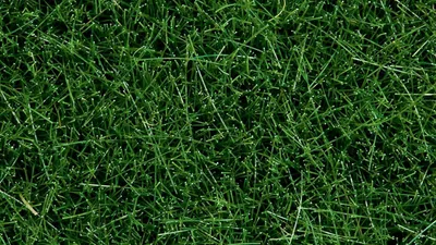 Productafbeelding van Wildgras donkergroen - Modelbouw gras - Landschap creëren - Originele kwaliteit - 1 stuk - Donkergroen