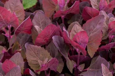 Produktbild von 200 Samen Rote Gartenmelde Atriplex Red Orach Salat, Spinat, essbare alte Sorte