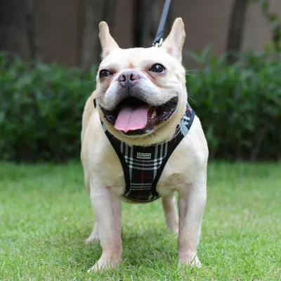 Produktbild von Hundegeschirr für kleine und mittelgroße Hunde - Atmungsaktiv und Reflektierend Antizuggeschirr