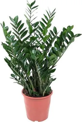 Obrázek produktu pro Zamioculcas „Štastné perí“ - 90cm - velká nenárocná pokojová rostlina, prumer