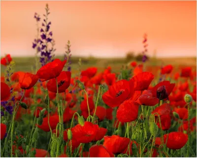 Produktbild von Wallario Poster - Mohnblumen auf dem Feld, Kunstdruck Größe: 40 x 50 cm