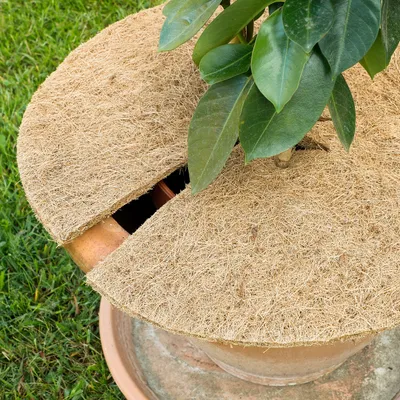 Produktbild von 8x Kokosscheibe isolierend Kokosmatte Winterschutz Pflanzen Frostschutz Abdeckung