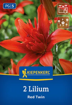 Produktbild von Kiepenkerl Asiatische Lilie Red Twin Lilium x Hybrida 2 Pflanzen