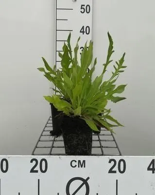 Produktbild von 6 x  Knautia macedonica - Witwenblume - Topf 9 x 9 cm