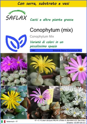 Immagine prodotto di SAFLAX Insieme di coltivazione - Conophytum (mix) - 40 semi - Conophytum